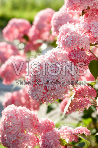 Hydrangea arborescens Pink Annabelle®