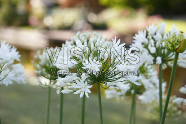 Agapanthus wit Agapanthus wit
