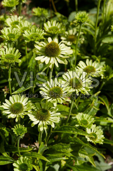 Echinacea purpurea Green Jewel® Echinacea purpurea Green Jewel®