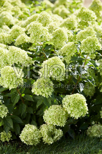 Hydrangea paniculata Little Lime® Hydrangea paniculata Little Lime®