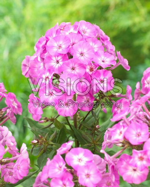 Phlox Famous Purple Phlox Famous Purple