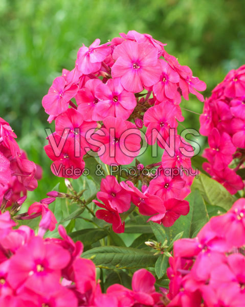 Phlox Famous Red