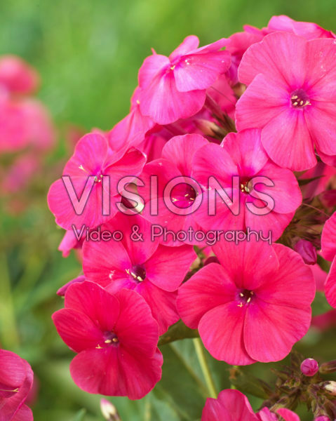 Phlox Famous Red