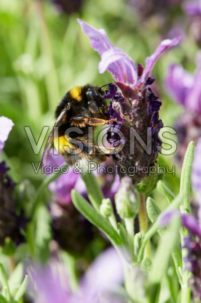 Lavandula stoechas Lavandula stoechas