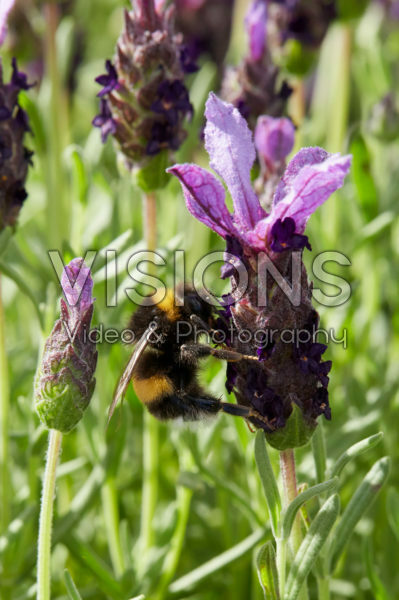 Lavandula stoechas Lavandula stoechas