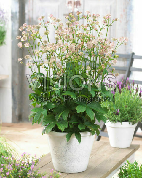 Astrantia Censation™ Napoli Astrantia Censation™ Napoli