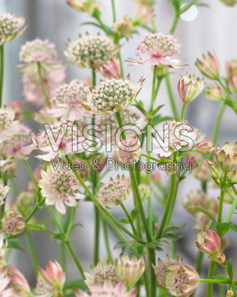 Astrantia Censation™ Napoli
Astrantia Censation™ Napoli
