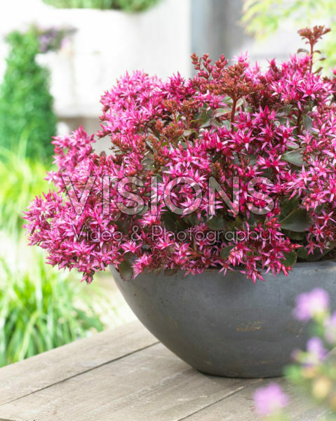 Sedum Censation™ For Your Eyes Only