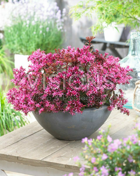 Sedum Censation™ For Your Eyes Only Sedum Censation™ For Your Eyes Only