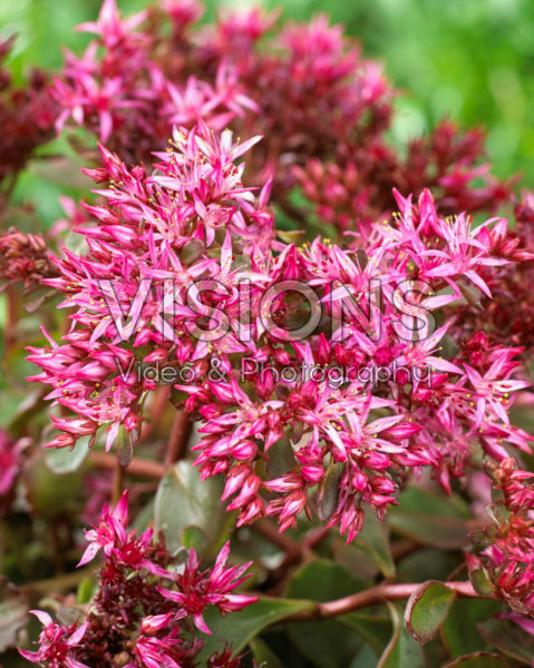 Sedum Censation™ For Your Eyes Only