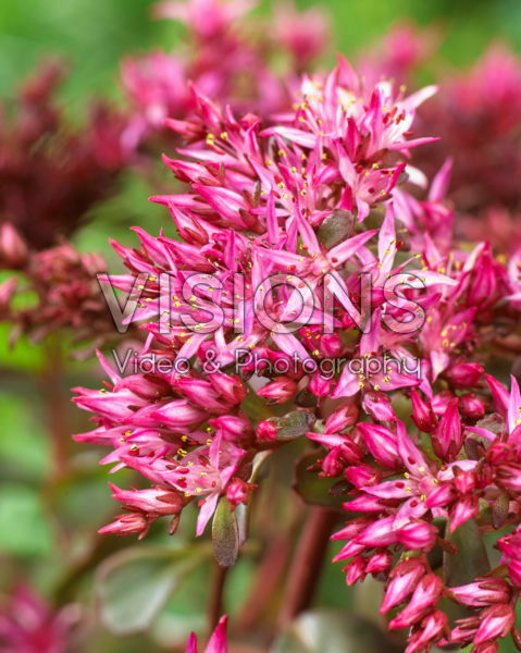 Sedum Censation™ For Your Eyes Only Sedum Censation™ For Your Eyes Only