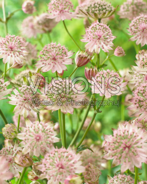 Astrantia Censation™ Napoli Astrantia Censation™ Napoli