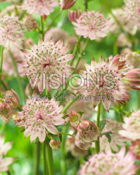 Astrantia Censation™ Napoli Astrantia Censation™ Napoli