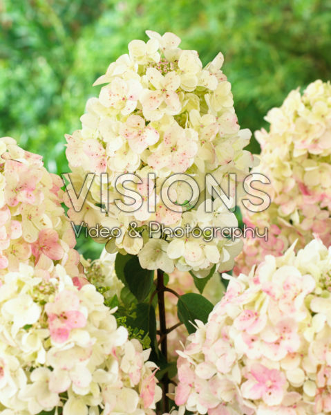 Hydrangea paniculata Diamant Rouge ® Hydrangea paniculata Diamant Rouge ®