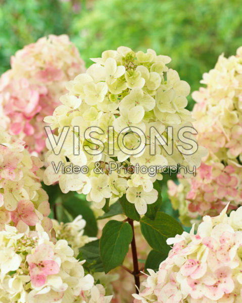Hydrangea paniculata Diamant Rouge ® Hydrangea paniculata Diamant Rouge ®