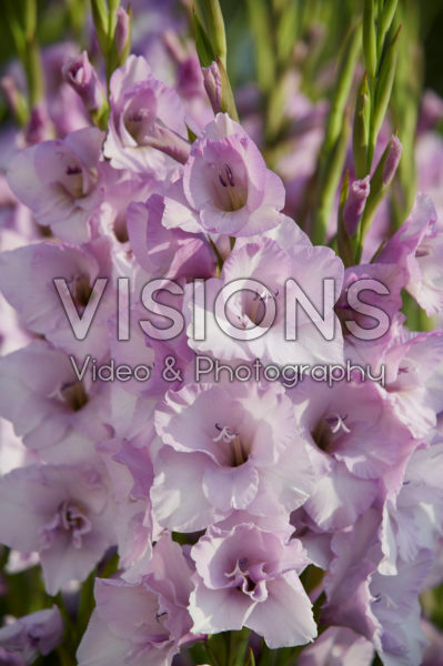 Gladiolus Lakeland ® Gladiolus Lakeland ®