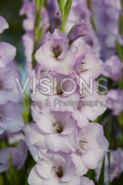 Gladiolus Lakeland ® Gladiolus Lakeland ®