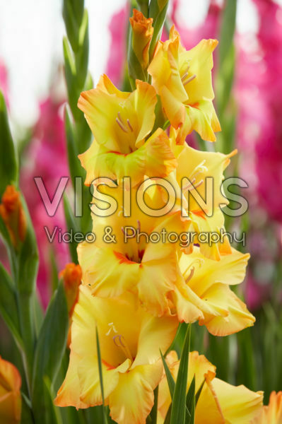 Gladiolus Rotary ® Gladiolus Rotary ®