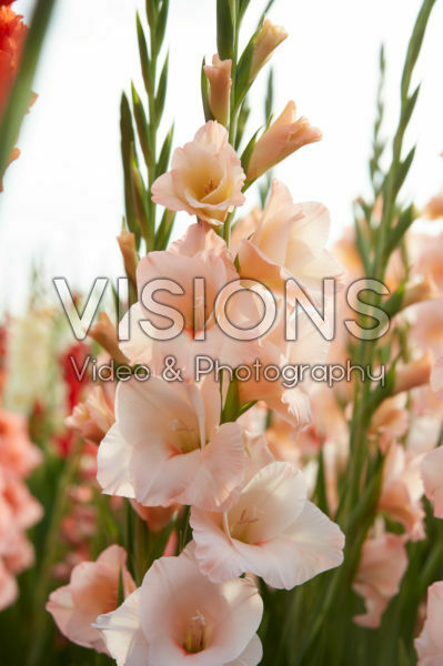 Gladiolus Rigoletto ® Gladiolus Rigoletto ®