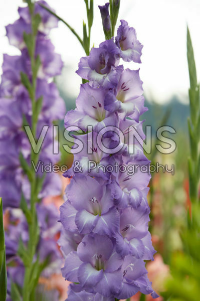 Gladiolus Elgar ® Gladiolus Elgar ®