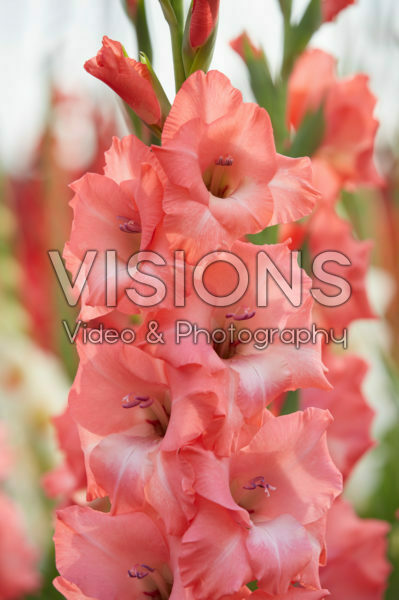 Gladiolus Rosalina ® Gladiolus Rosalina ®
