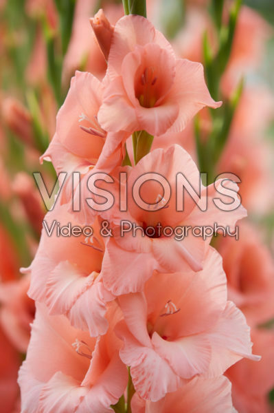 Gladiolus Fortarosa ® Gladiolus Fortarosa ®