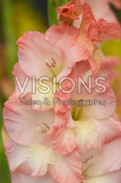 Gladiolus Careless Gladiolus Careless