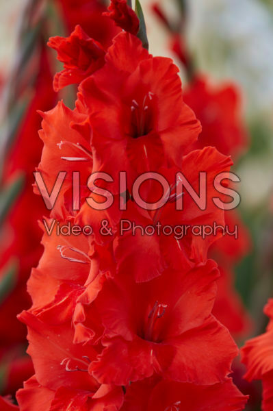 Gladiolus Démarrage ® Gladiolus Démarrage ®