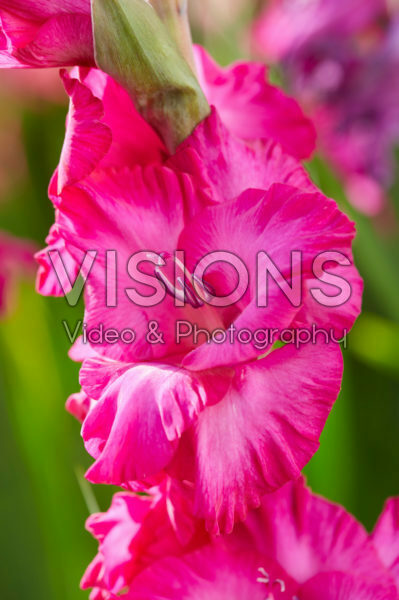 Gladiolus Astarte ® Gladiolus Astarte ®