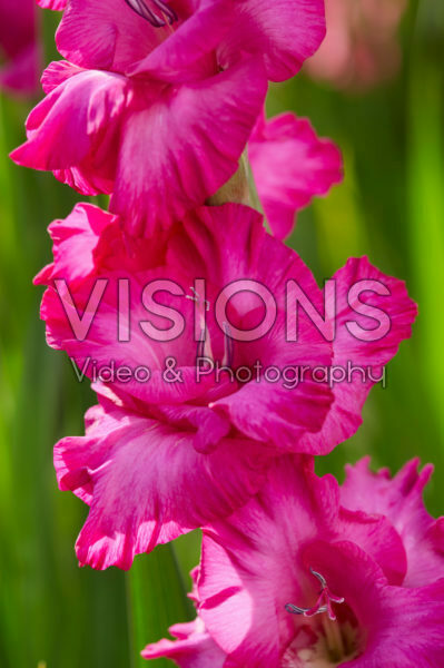 Gladiolus Astarte ® Gladiolus Astarte ®
