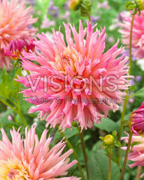 Dahlia Nenekazi Dahlia Nenekazi