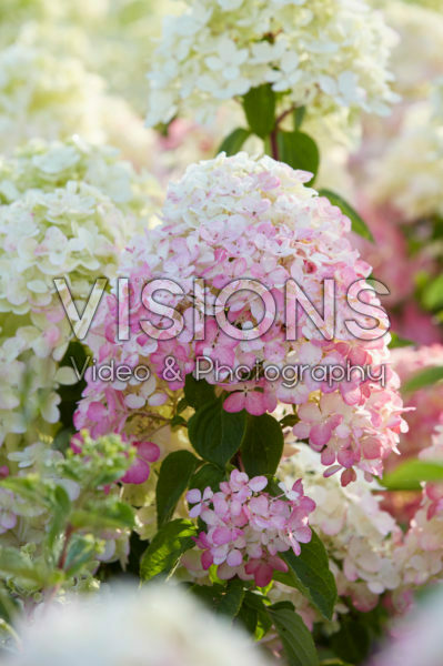 Hydrangea paniculata Diamant Rouge ® Hydrangea paniculata Diamant Rouge ®
