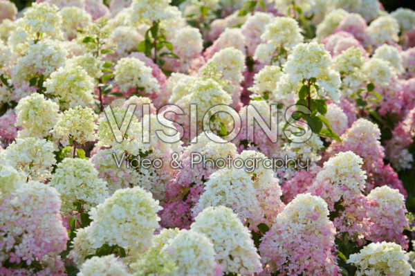 Hydrangea paniculata Diamant Rouge ® Hydrangea paniculata Diamant Rouge ®