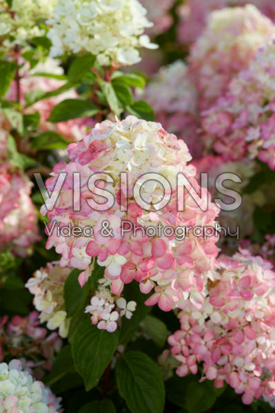 Hydrangea paniculata Diamant Rouge ® Hydrangea paniculata Diamant Rouge ®