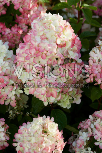 Hydrangea paniculata Diamant Rouge ® Hydrangea paniculata Diamant Rouge ®