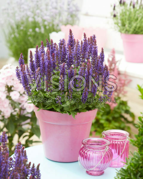 Salvia nemorosa Blue Bouquetta ® Salvia nemorosa Blue Bouquetta ®