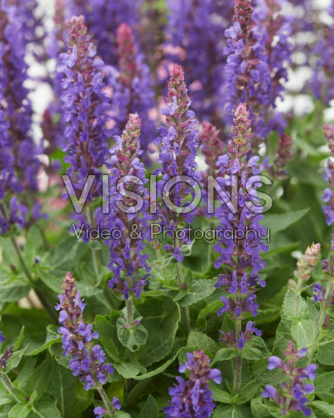Salvia nemorosa Blue Bouquetta ® Salvia nemorosa Blue Bouquetta ®