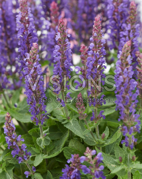 Salvia nemorosa Blue Bouquetta ® Salvia nemorosa Blue Bouquetta ®