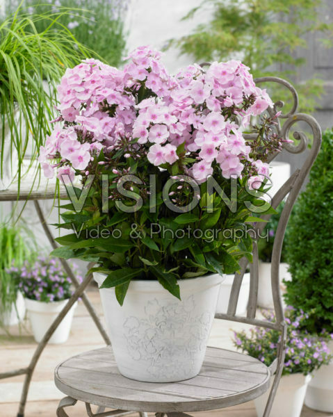 Phlox Sweet Summer Sensation Phlox Sweet Summer Sensation