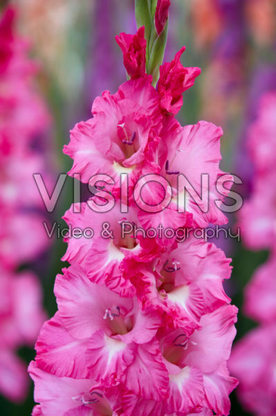 Gladiolus Violet King Gladiolus Violet King