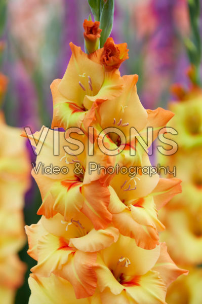 Gladiolus Rotary ®