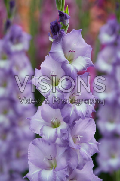 Gladiolus Elgar ® Gladiolus Elgar ®