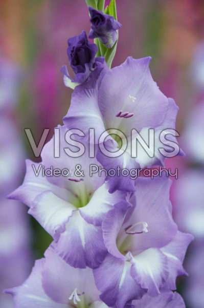 Gladiolus Elgar ® Gladiolus Elgar ®