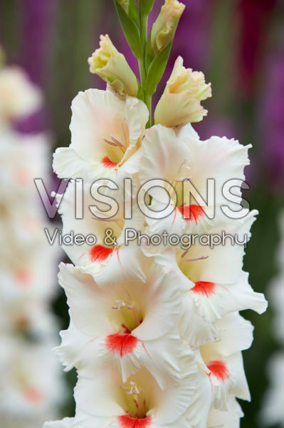 Gladiolus Ajax ® Gladiolus Ajax ®