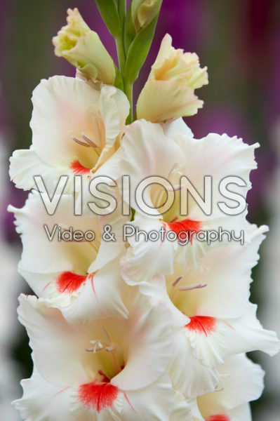 Gladiolus Ajax ® Gladiolus Ajax ®