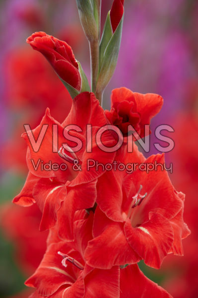Gladiolus Dvorsjak ® Gladiolus Dvorsjak ®