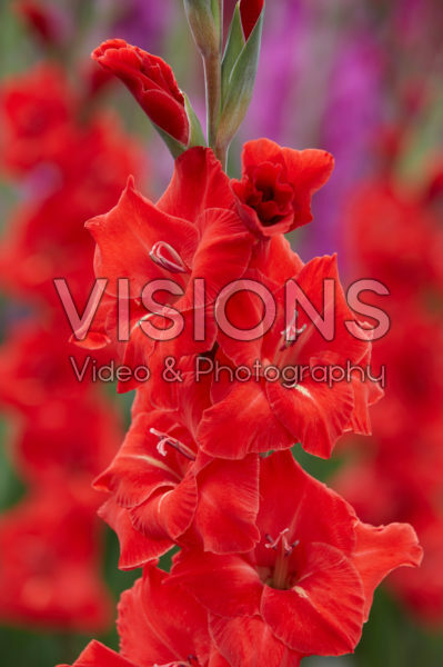 Gladiolus Dvorsjak ® Gladiolus Dvorsjak ®