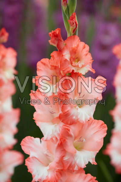Gladiolus Pink Lady