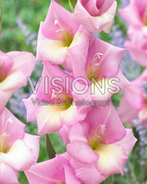 Gladiolus pink