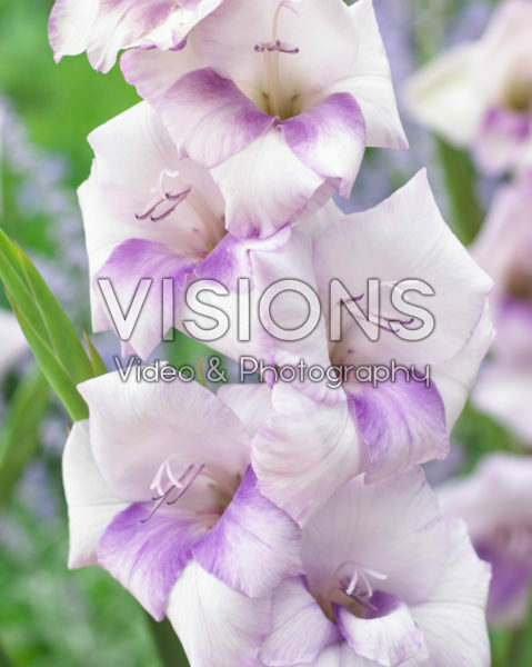 Gladiolus purple